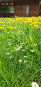 a field of yellow and white flowers in the grass at Apartment Alpska Astra in Kranjska Gora