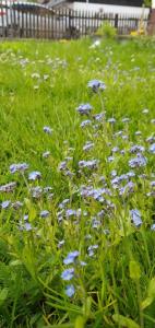 a field of blue flowers in the grass at Apartment Alpska Astra in Kranjska Gora