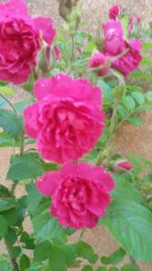 un gruppo di rose rosa in un giardino di Agriturismo L'isola a Crespina