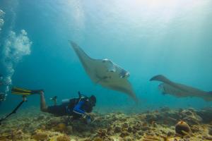 a man is scuba diving in the ocean with sharks at Scuba Inn in Omadhoo