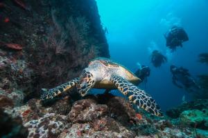 Animaux dans la maison d'hôtes ou à proximité