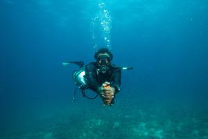 Mergulho com snorkel ou mergulho na casa de hóspedes ou nos arredores