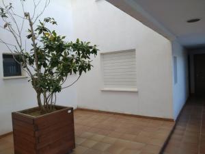 a plant in a pot in a room with a window at Alamar Cala Mijas Sun&Beach in La Cala de Mijas