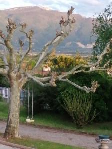 een boom met een schommel erop bij Gite des Reguinelles in Saint-Lattier