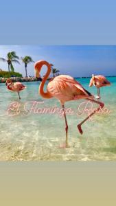 three flamingos standing in the water on a beach at El Flamingo Rosa Cod IUN P5386 in Iglesias