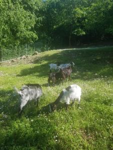 un grupo de animales que pastan en un campo de hierba en Agriturismo scannaporco, en Cavriana