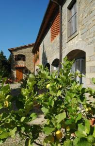 an orange tree in front of a building at apartment details Granaio in Pulicciano