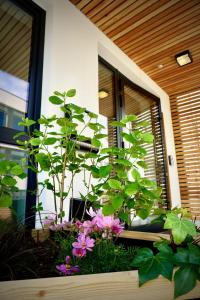 Ein Haufen lila Blumen in einem Fensterkasten in der Unterkunft Hotel Merian in Friedrichshafen