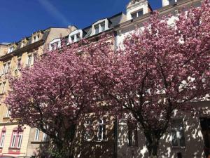 two trees with pink flowers in front of a building at Apartmány Jízdárenská in Karlovy Vary