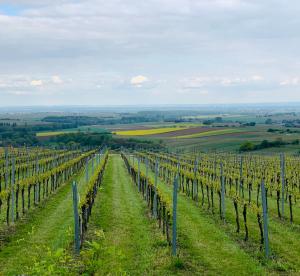 Galeriebild der Unterkunft Villa Mandelblüte in Gleiszellen-Gleishorbach