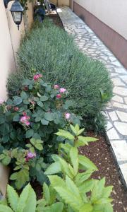 einen Garten mit rosa Blumen und grünen Pflanzen in der Unterkunft Villa Dolce Vita in Vodice