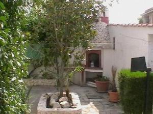 een boom op de binnenplaats van een huis bij Villa Frida in Campomarino