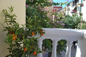 A garden outside Lilliput Studio Corfu Old Town