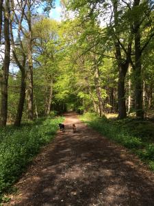 two dogs walking down a dirt road with trees at Gemütliche Ferienwohnung im Luftkurort in Albersdorf +9 photos
