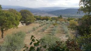 a row of trees in a field with mountains in the background at Les Rapieres Mireio in Gordes