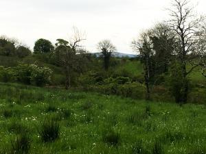 a field of green grass with trees and flowers at Ferney House in Irvinestown