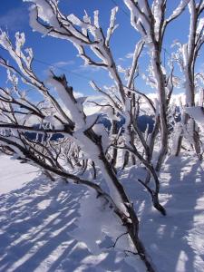 Afbeelding uit fotogalerij van Ripparoo Lodge in Falls Creek