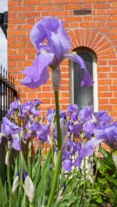 En hage utenfor Botanic View B&B