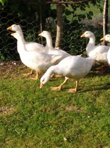 un grupo de patos blancos caminando por la hierba en Agriturismo Il Melo, en Valfabbrica