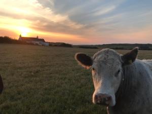 una mucca in piedi in un campo al tramonto di Bayview Cottage, Dunnetbay accommodation a Thurso