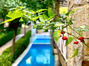 a garden with a swimming pool and a plant at Neda Hotel in Olympia