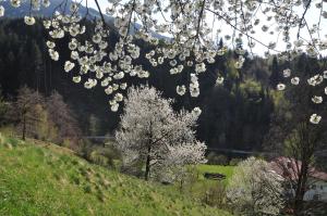 科薩斯的住宿－雪絨花旅館，相簿中的一張相片