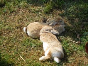 zwei Kaninchen, die auf dem Gras liegen in der Unterkunft Ferienbauernhof Mau in Fehmarn