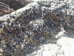 um monte de pedras e algas na praia em Villa Alejandra em Cudillero