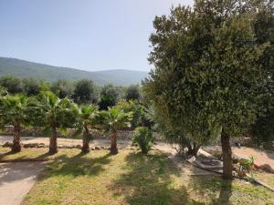 a row of palm trees in a field at Masseria Romagnolo in Carpino
