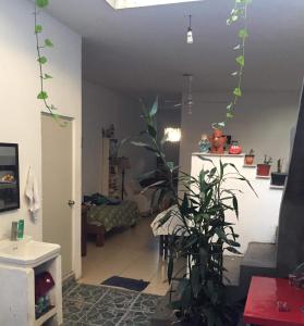 a living room with a plant in the middle of it at Pomarrosa in Puerto Vallarta