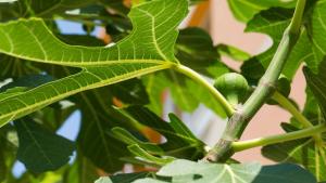 um close-up de uma folha verde em uma árvore em Hotel Darius em Sunny Beach