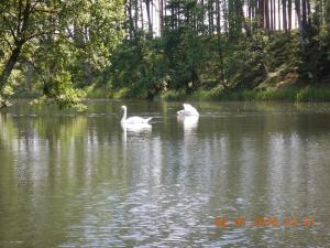 Due cigni nuotano in un lago di U Mamy a Czarna Woda