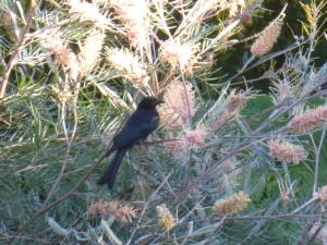 a black bird sitting on top of a plant at Daintree Holiday Homes - The Folly in Diwan