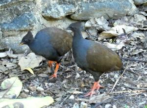 two birds are standing on the ground at Daintree Holiday Homes - The Folly in Diwan