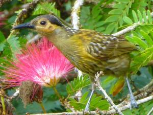 a bird standing on a tree branch next to a flower at Daintree Holiday Homes - The Folly in Diwan