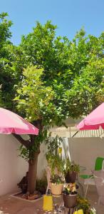 a tree with potted plants and an umbrella at Marina's Rooms in Larnaca