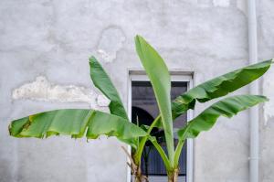 una pianta verde di fronte a una finestra di RIPOSINO a Marmirolo