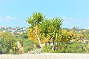 a palm tree in the middle of a garden at Villa Luna in Almancil