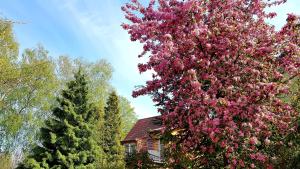 a tree with pink flowers in front of a house at Villa Bri in Łeba