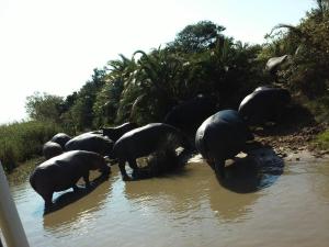una manada de elefantes parados en el agua en Unit 19 Villa Mia Apartment, en St Lucia