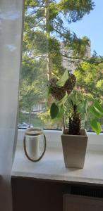 ソポトにあるApartament Operaの窓枠に植物を置いた窓