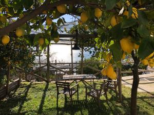 A garden outside Casa Flora