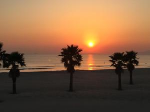 a group of palm trees on a beach at sunset at 磯ノ浦駅前ゲストハウス 月と空moon and sky in Wakayama