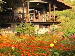 Zahrada ubytování Jungle Lore Birding Lodge + 30 fotografií