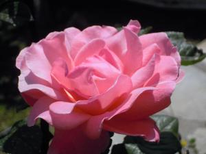a pink rose sitting on top of a plant at Blue Dolphin in Batsi