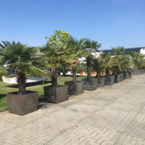 a row of palm trees in a park at Havel Marin GmbH in Brandenburg an der Havel