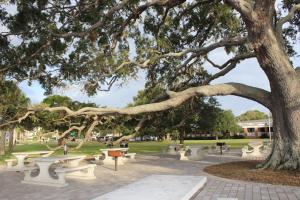 a tree in the middle of a park at Ocean Inn & Suites in Saint Simons Island