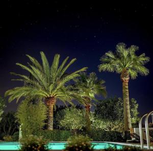 a group of palm trees at night with a swimming pool at Quinta da Lua in Tavira