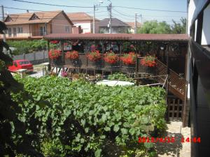 a garden with red flowers on a fence at Casa Ciobi in 2 Mai