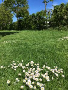 a field of flowers in a field of grass at 't Keetje in Groesbeek +15 photos